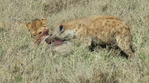 Lion vs Hyena after digging up warthog