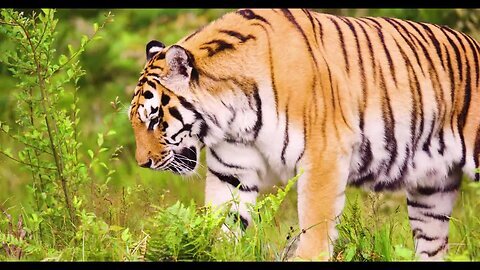 milk tiger | Cheetah | Loin | Tiger | cute tiger
