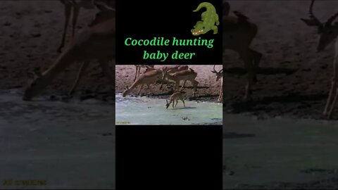 Cocodile hunting baby Deer 🦌#shorts #youtubeshorts #shortvideo