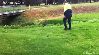 Funny Different Animals Chasing and Scaring People