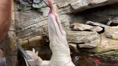 Albino Alligator Has Gone Rogue 🐊