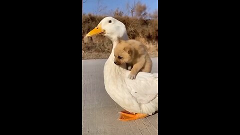 "Doggone Quackers: The Unlikely Friendship of a Dog and a Duck"