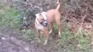 Dog playing in mud exhibits classic canine behavior