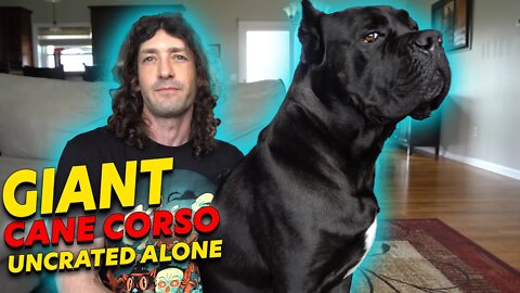 Can You Leave a Cane Corso Home Alone?
