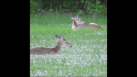 deer in the field