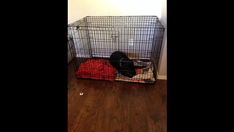 Review MidWest Homes for Pets Newly Enhanced Single and Double Door iCrate Dog Crate