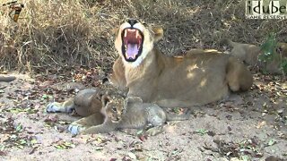 Cute Lion Cubs and their Mum In The Wild