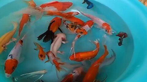 Goldfish Axolotl Halfmoon Betta Fish koi Carp catfish Angelfish pleco Duck cute