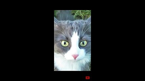Funny animals - funny cats - dogs funny videos 😀😅