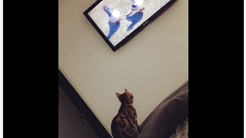 Cat attempts to hunt pigeons on TV