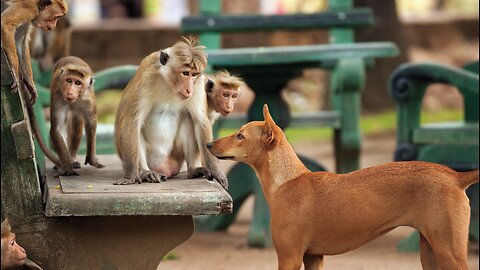 Monkey vs dog real fight, funny vidoes # comedy