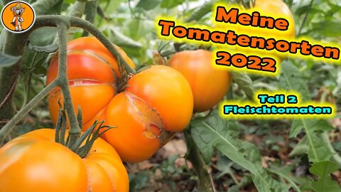 Das ist die BESTE Tomatesorte! 🍅