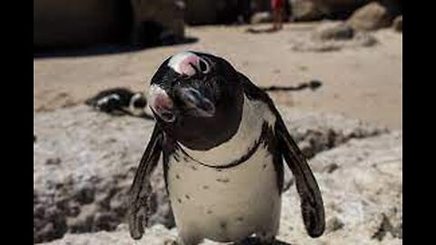 Penguins at the Saint Louis Zoo Take a Walk Outside in the Snow Flurries