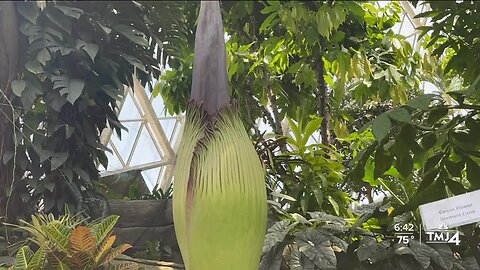 Rare and stinky Corpse Flower about to bloom at Milwaukee's Mitchell Park Domes