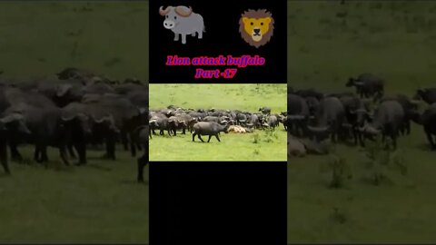 Lion attack Buffalo 🐃 part -17 #youtubeshorts #shorts #shortvideo