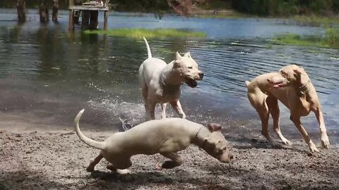 3 Month old Dogo Argentino's First Time in the Water & Off Leash Pack Play [GUWD#4]