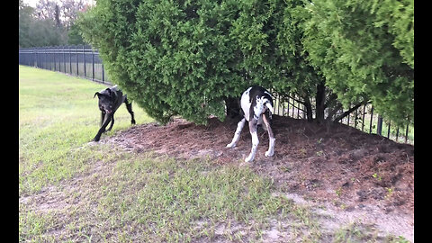 Funny Great Dane & Puppy Love To Play Hide & Seek In The Bushes