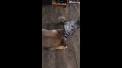 Funny Dog vs cat fight #shorts #rumble