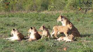 LIONS: Following The Pride 34: In The Morning Sun