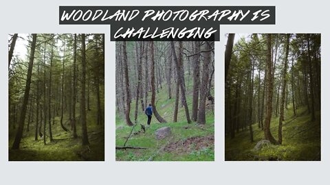 Woodland Photography is Challenging! | Lumix G85 Photography