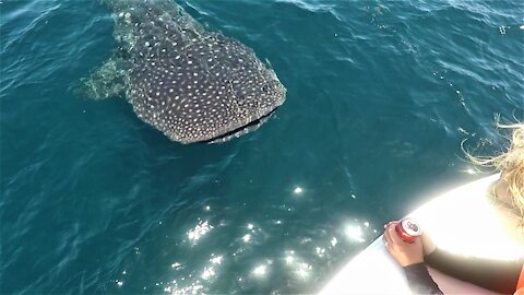 Massive whale shark amazingly swims around boaters