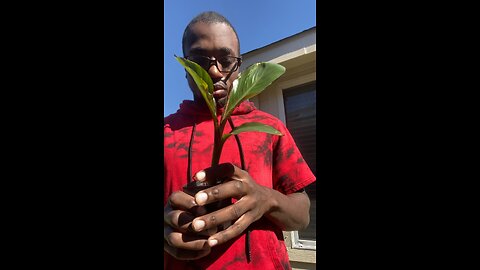 Transplanting my red banana plant