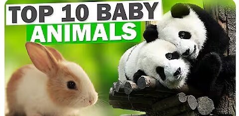 Top 10 Baby Animals: Adorable Animal Babies of Greenland 🌿🦌