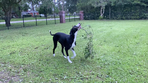 Great Dane Helps Clean Up Branches From Hurricane Ian