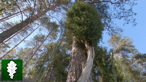 Flexible juniper around pine, Latvia