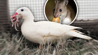 Watch our tiny Duck find a Big Mouse...