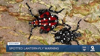 Experts: If you spy a spotted lanternfly -- kill it