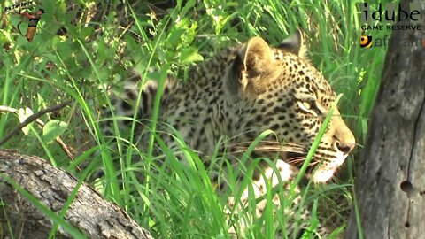 Scotia Female Leopard - Year 2, Becoming Independent - 10: Taken To A Meal