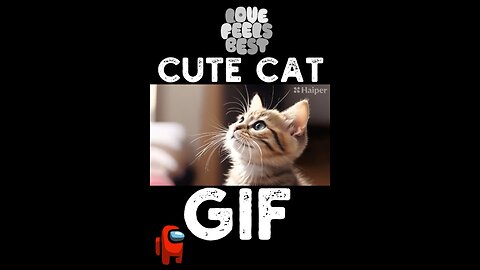 Cute Cat Gif