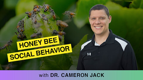 🍯🐝 Bee Space Honey Bee Social Behavior With Cameron Jack 🌸