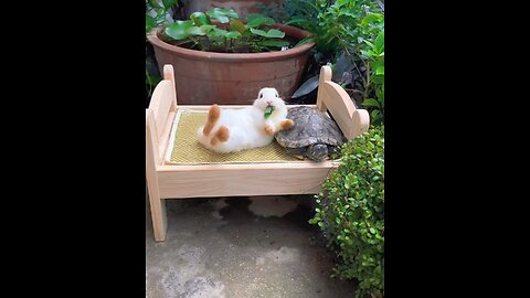 Rabbit and tortoise friendship 😍🐰🐢😍