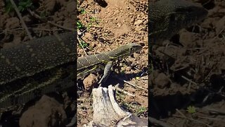 Monitor Lizard! #Wildlife | #ShortsAfrica