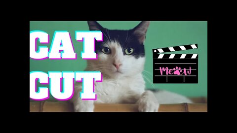 MUST WATCH HD Cat Cut Part 0002 1080p