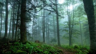 Celtic Sleep Music - Elves of the Mossy Woodlands | Relaxing, Soothing, Peaceful ★74