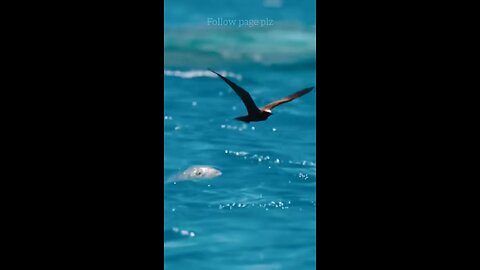 BIG FISH HUNT A BIRD PLEASE VIRAl it