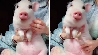 Mini pig shows off hilarious dance moves