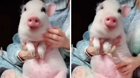 Mini pig shows off hilarious dance moves