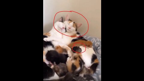 Fun with cats and cats 😂😻 Funny compilation 2022