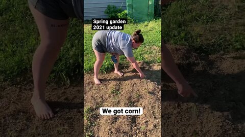 We have corn! Spring garden 2021 update | #shorts