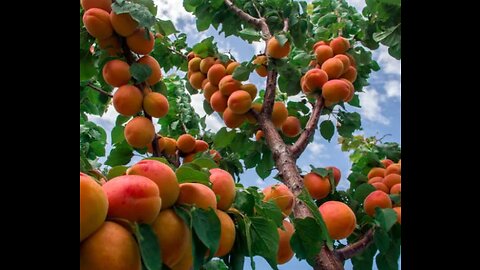 World Most Testing & Delicious Fruit😋🍊🍒