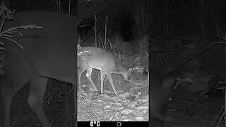 Young White Tail Buck😀