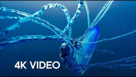 The Deadly Portuguese Man O' War - 4KUHD - Blue Planet II -