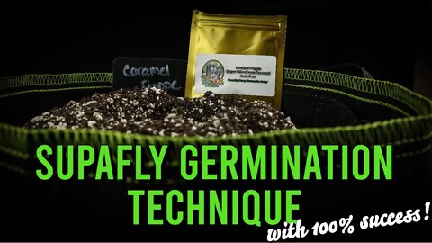 Supafly Germination Technique (we got 100% GERMINATION and NO helmet head!!)