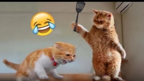 Funny pet and animals video | animals video animals for kids animals name animals martin Garrix