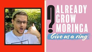 Do You Already Grow Moringa? Give Us A Ring We Need your Supply + The Demand for Moringa is So High