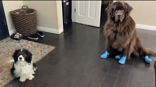 Cavalier finds treat before Newfoundland friend